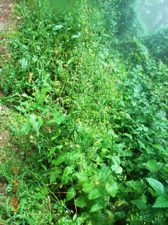 Lapsana communis